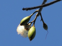 Pseudobombax septenatum