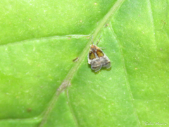 Bothriocera