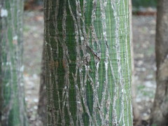 Pseudobombax septenatum