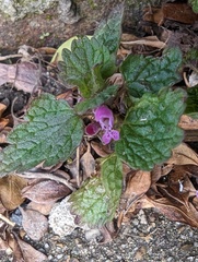 Lamium purpureum