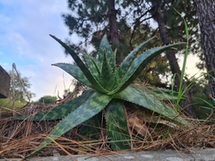 Aloe maculata