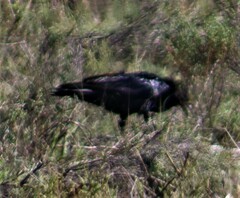 Corvus capensis capensis