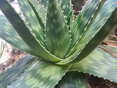 Aloe maculata