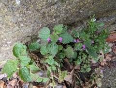 Lamium purpureum