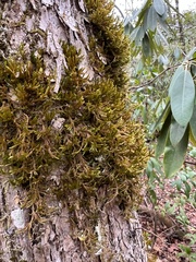 Forsstroemia trichomitria