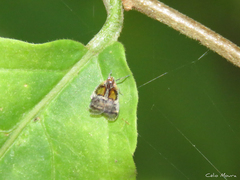 Bothriocera