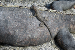 Microlophus albemarlensis