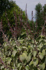 Coleus argentatus