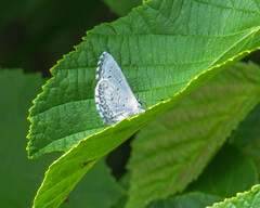 Celastrina ladon