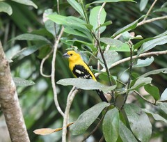 Pheucticus chrysopeplus