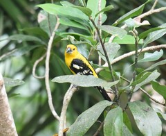 Pheucticus chrysopeplus