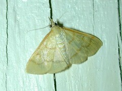 Helvibotys helvialis