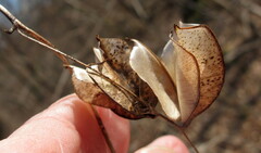 Dioscorea villosa