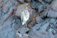 Nyctanassa violacea pauper
