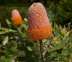 Banksia burdettii