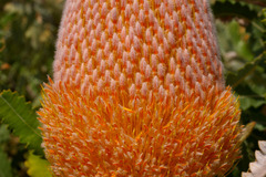 Banksia burdettii