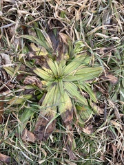 Plantago lanceolata
