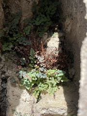 Argyrochosma jonesii