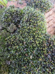 Grimmia pulvinata