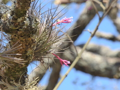 Tillandsia tenuifolia