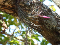 Tillandsia tenuifolia