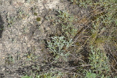 Artemisia santonicum