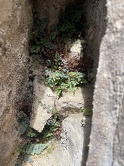 Argyrochosma jonesii