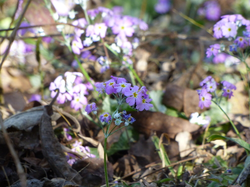 Primula malacoides