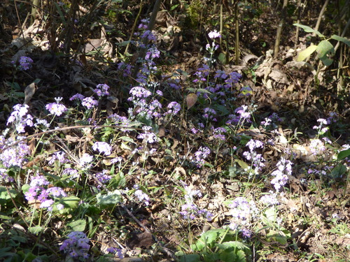 Primula malacoides