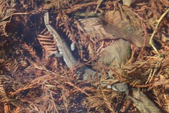 Ambystoma jeffersonianum