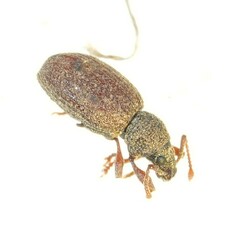 Otiorhynchus