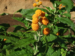 Buddleja globosa