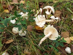 Hygrophorus hedrychii