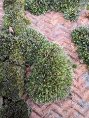 Grimmia pulvinata