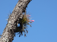 Tillandsia tenuifolia