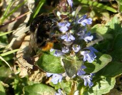 Bombus ruderarius
