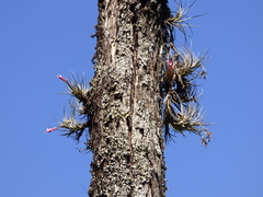 Tillandsia tenuifolia