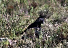 Corvus capensis capensis