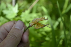 Tulipa sylvestris biebersteiniana
