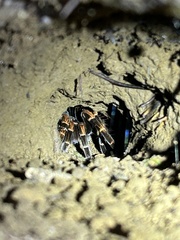 Megaphobema mesomelas