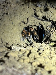 Megaphobema mesomelas