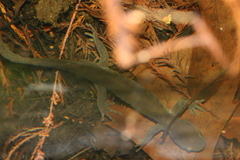 Ambystoma jeffersonianum