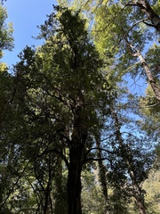 Archidasyphyllum diacanthoides