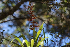 Tillandsia guatemalensis