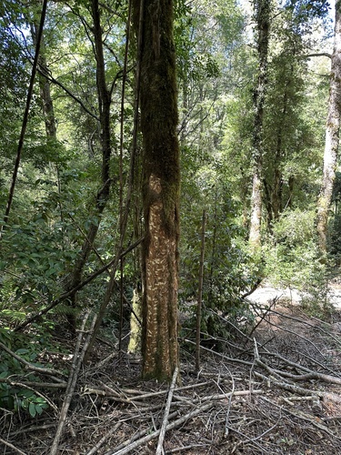 Archidasyphyllum diacanthoides, photograph 3