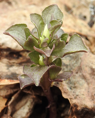 Obolaria virginica