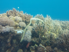 Myrichthys maculosus