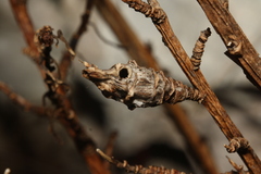 Euarestella megacephala