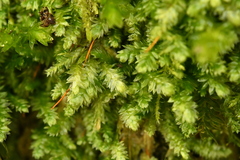 Plagiothecium denticulatum