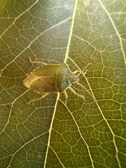 Sinopla perpunctatus